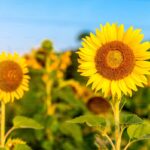 Vitamin D3 and K2 supplement capsules for bone and immune health