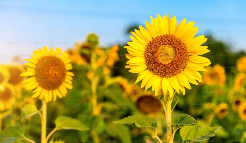 Vitamin D3 and K2 supplement capsules for bone and immune health