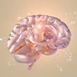 Brain health and creatine supplementation research