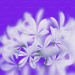 Milk thistle purple flower and herbal extract for liver protection and support