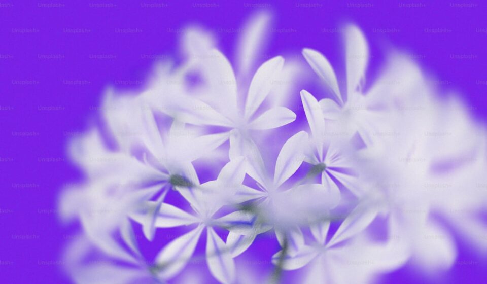 Milk thistle purple flower and herbal extract for liver protection and support